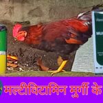 multivitamin for hen