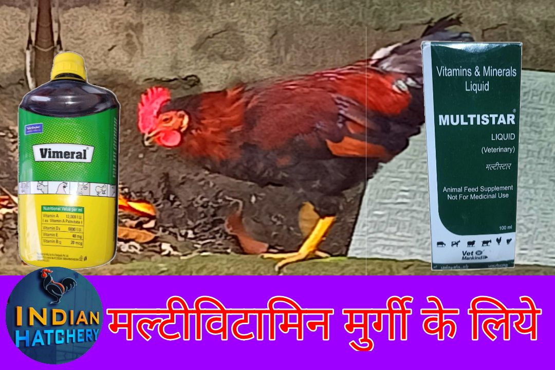 multivitamin for hen