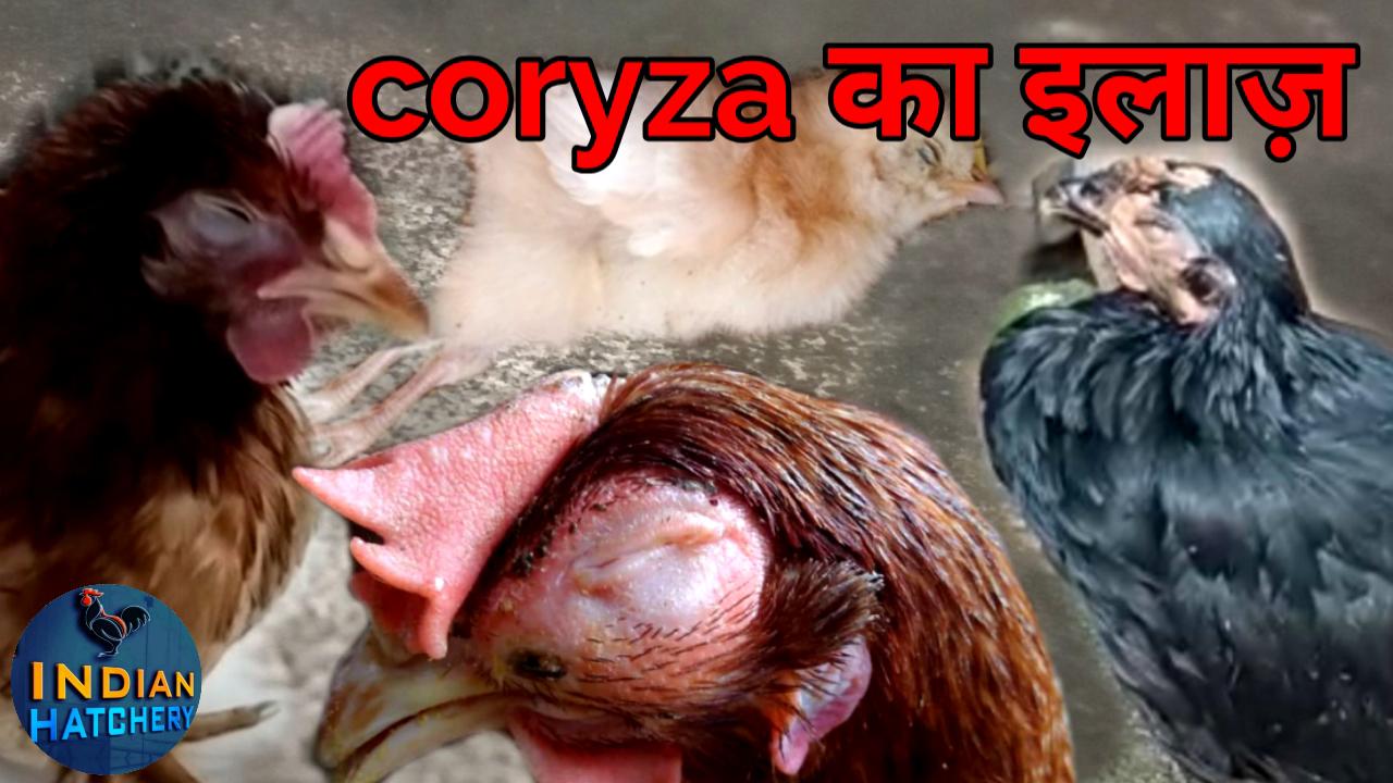 Murgi ki ankh me sujan (coryza) ka elaj